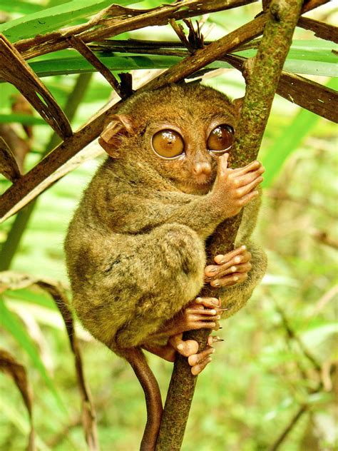 The Tarsier A Strange And Endangered Primate In Southeast Asia Animal