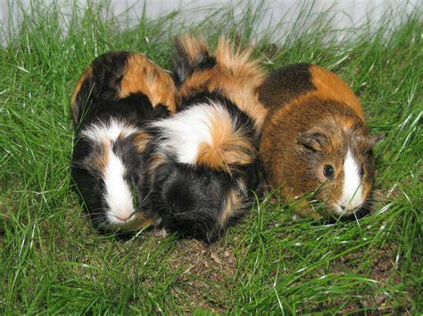 Guinea Pigs My Guinea Pigs Tequila Female Jacky Male C Flickr