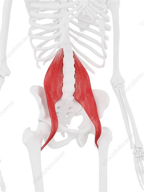 Psoas Major Muscle Illustration Stock Image F0257213 Science