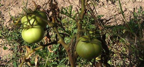 Tomato Fusarium Wilt Pest Identification For Vegetable Gardens