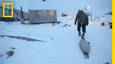 Meat Helped Inuits Survive For Generations National Geographic Youtube