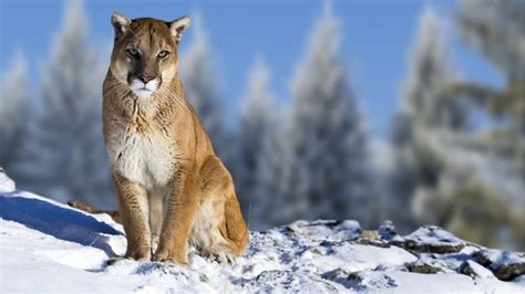 The Eastern Cougar Is Declared Extinct After Not Being Seen For 80
