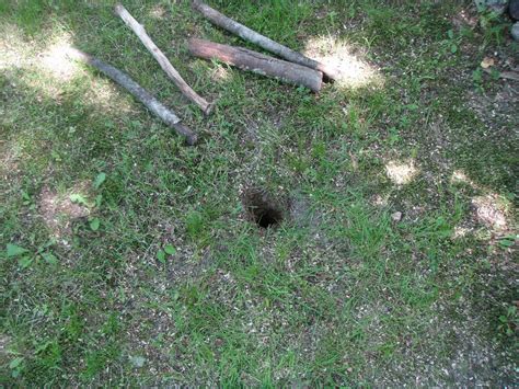 Moles, voles, and groundhogs are often confused with one another, because they all burrow beneath the ground. The Lollipop Tree: A well monster lives in my backyard.....