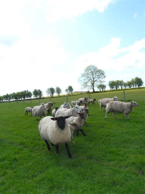 This is our preferred method of tail docking. Docking Lambs Tails