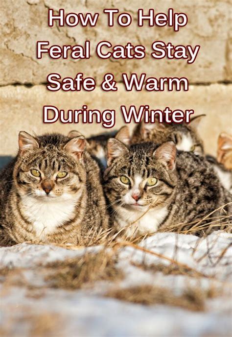 How To Help Feral Cats Stay Safe And Warm During Winter Thecatsite