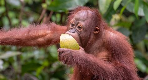 07 What Do Orangutans Eat Orangutan Foundation International Australia