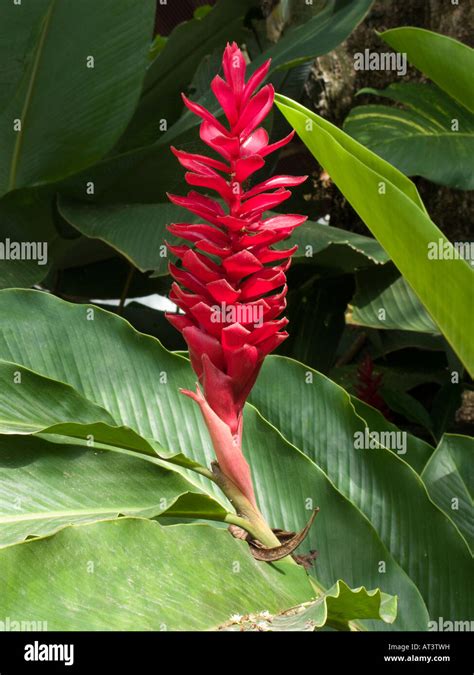 Costa Rica Dominical Flora The Ginger Lily Red Tropical Flower Stock