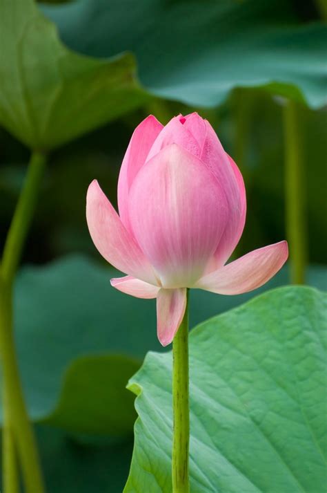 Flower Lotus Photo