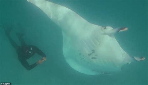 Incredible Moment A Massive Manta Ray Named Freckles Shows Divers Hooks