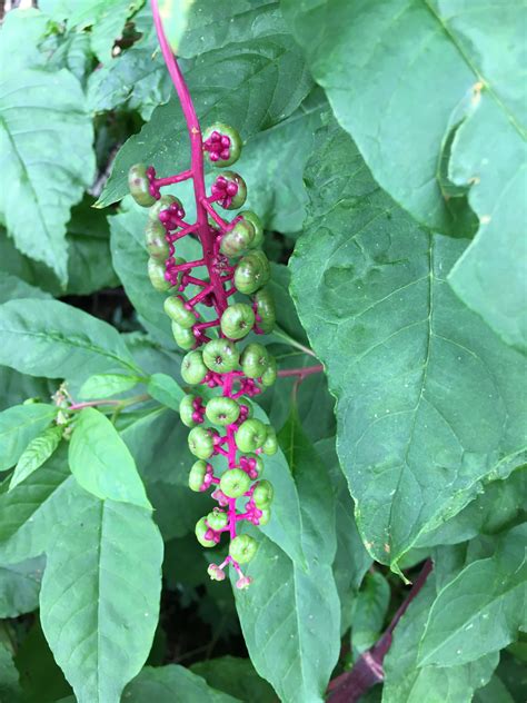 Pokeweed is likely unsafe to take by mouth or apply to the skin. Pretty Poisonous Pokeweed - pegplant