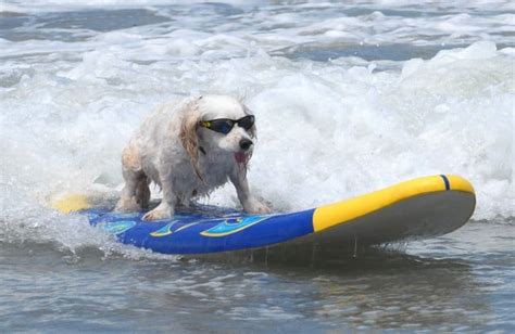 Awesome Pictures Of Dogs Surfing