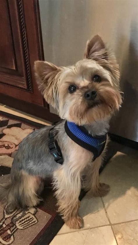 Take your yorkie for weekly veterinarian visit to maintain his health. Pin by Amanda Smith on DIY GROOMING | Yorkshire terrier dog, Yorkshire terrier puppies ...