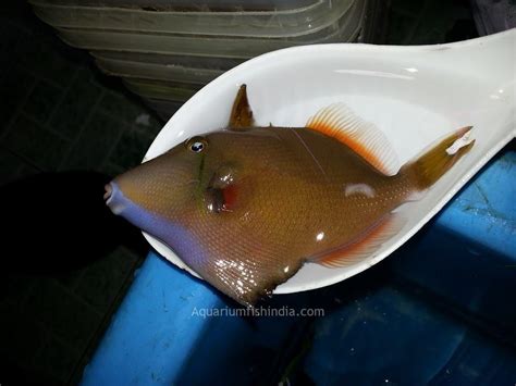 Whitetip Trigger Fishbuy Online Marine Aquarium Fish Suppliers In India