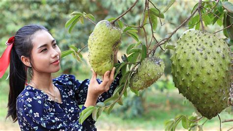 Pembayaran mudah, pengiriman cepat & bisa cicil 0%. Kebaikan Durian Belanda - Info Durian Belanda | soursop ...