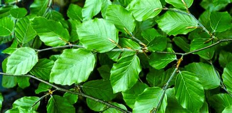 Maybe you would like to learn more about one of these? How to Identify Trees by Their Leaves - GeorgiaPellegrini ...