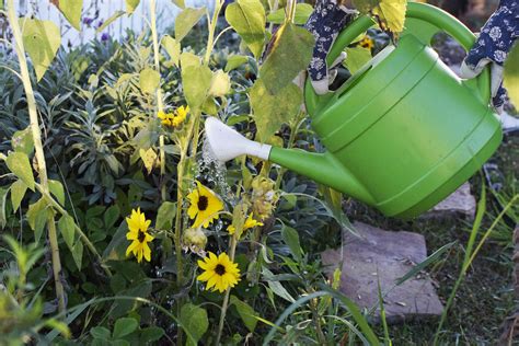 How To Grow Gorgeous Sunflowers Plant Care Tips