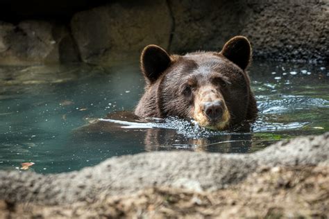 Bears Move Into New Beautiful Habitat The Houston Zoo