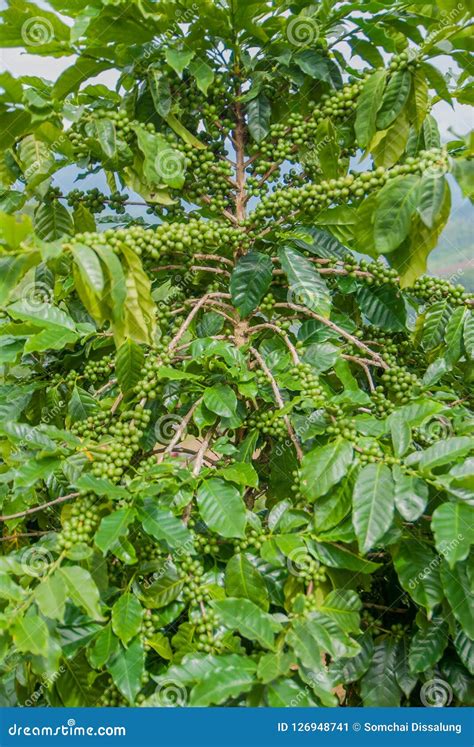 Coffee Tree Coffee Tree From Thailand Country Stock Image Image Of