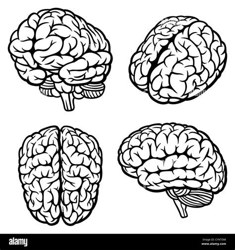 Cerebro Humano Dibujo Fotos E Im Genes De Stock Alamy