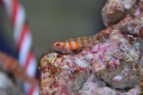 Candy Cane Pygmy Goby Trimma Cana Zoochat