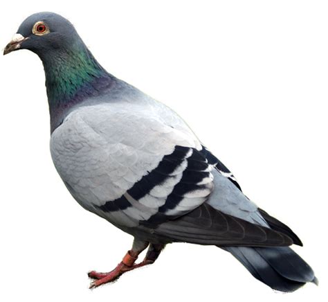 Pigeon Png Image Transparent Image Download Size 584x538px