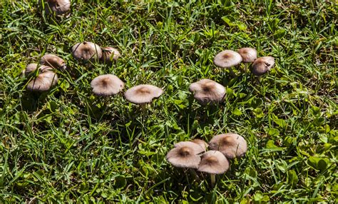 Walking Arizona: Mushrooms in the lawn