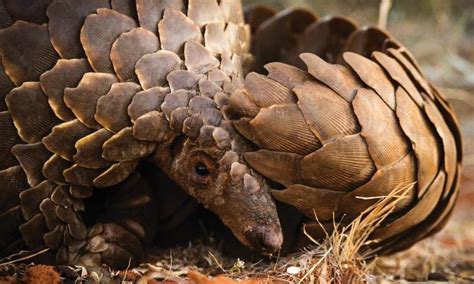 China Removes Pangolin Scales From Its Traditional Medicine List Archyde