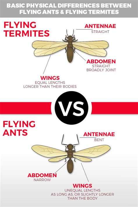 Why Flying Ants Day Happens And How To Know Its Not Termites