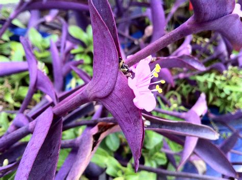 2015 09 27 09 13 25 purple plant with purple flower trade… flickr