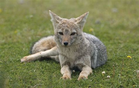 Fox In Peruvian Desert