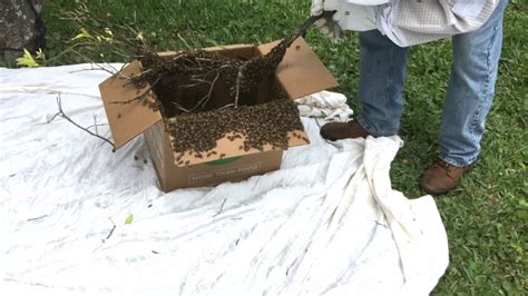 A Massive Swarm Of Bees Captured Youtube