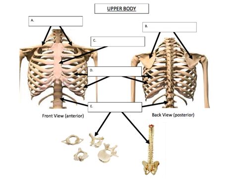 Diagram and Wiring: Diagram Of The Body Bones
