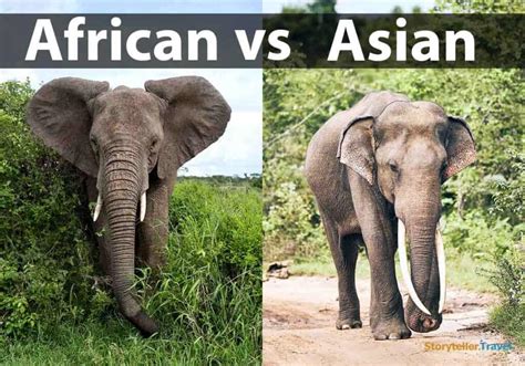 African Vs Asian Elephants 14 Key Differences Compared Storyteller