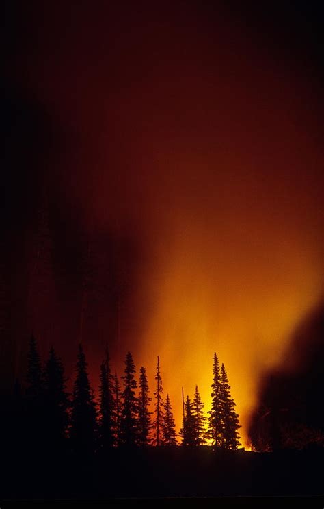 Forest Fire At Night Photograph By Thomas And Pat Leeson Fine Art America
