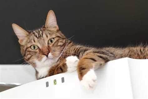 Fridge Cat Stock Photos Pictures And Royalty Free Images Istock
