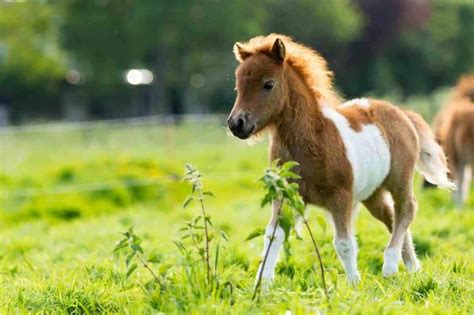 20 Pictures Of Foals To Brighten Your Day Horses Cute Baby Horses