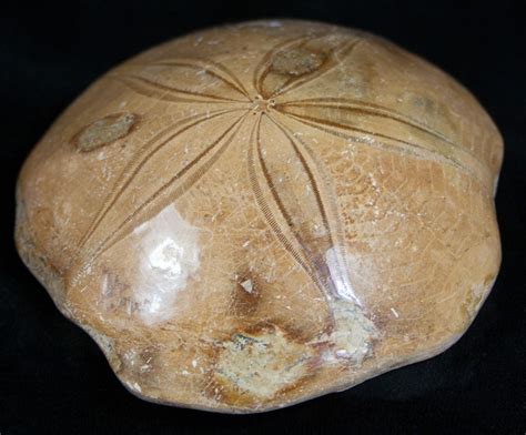 Large Fossil Sand Dollar From Madagascar 2281 For Sale