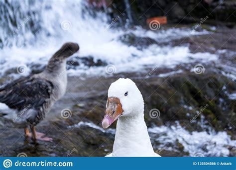 White Ducks With Orange Beak Next To A Waterfall Stock Photo Image Of