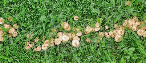Lawn Fungus Identification Guide Naturallist