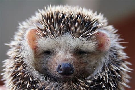 Favorite pet food, medication and toy brands like fresh step, friskies, blue buffalo and. Considering a Pet Hedgehog? You May Want to Reconsider ...