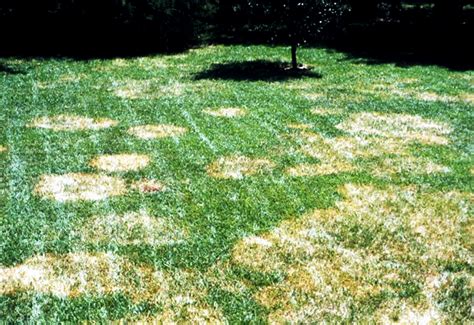 Brown Patches In Lawns Fungus Disease
