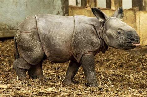 Endangered Indian Rhinoceros Baby Is Born In Zoo In Poland News