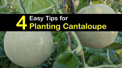 Growing Cantaloupe Plants Smart Cantaloupe Planting Guide
