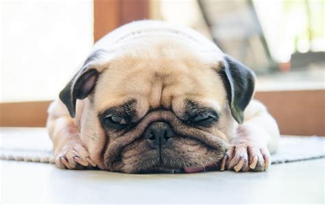 Do Dogs Get Depressed 6 Reasons Why Your Dog Has Been Acting Weird