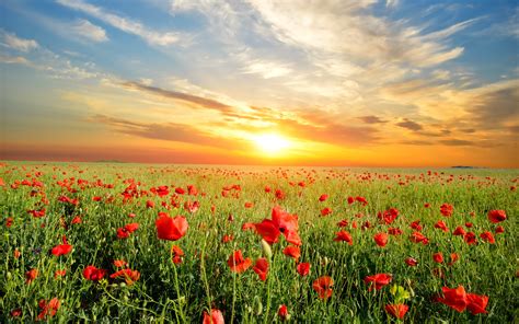 Wallpaper Poppies Flowers Field Beautiful Sunset 2560x1600 Hd Picture