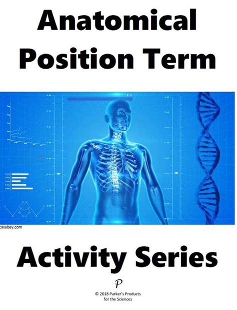 Anatomical Position Term Activity Series Human Anatomy And Physiology