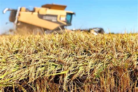 Think of any other uses for straws? Rice Straw Finds a Variety of Sustainable Uses - AgFax