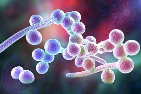 How Candida Albicans Exploits Lack Of Oxygen To Cause Disease