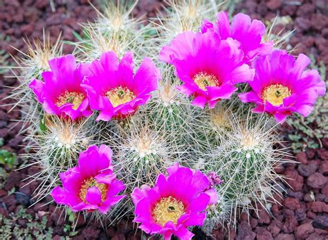 Pink Cactus Flowers On Bloom Hd Wallpaper Wallpaper Flare