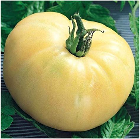 Tomato White Beauty Premier Seeds Direct
